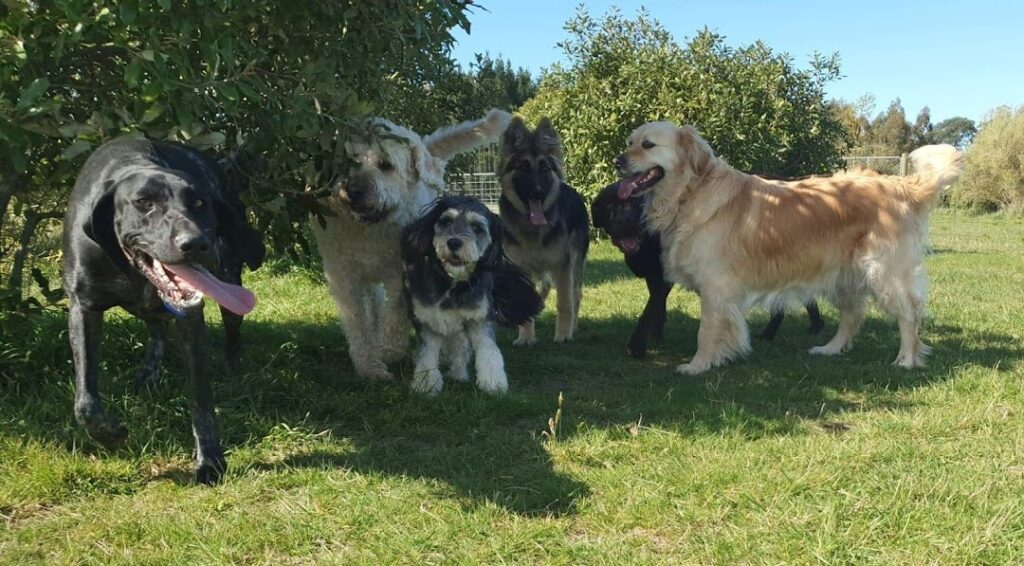 Country Paws