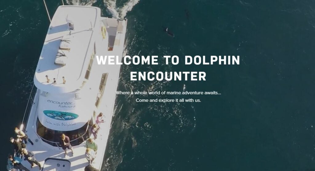 Dolphin Encounters Kaikoura