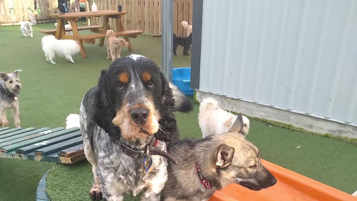 Four Small Paws Ltd